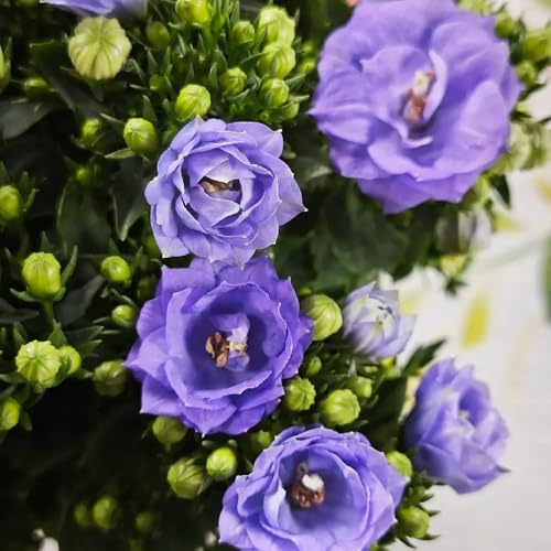 semillas de campanilla, balcón, Campánula mediana, adornos orgánicas, jardín Las 500pcs