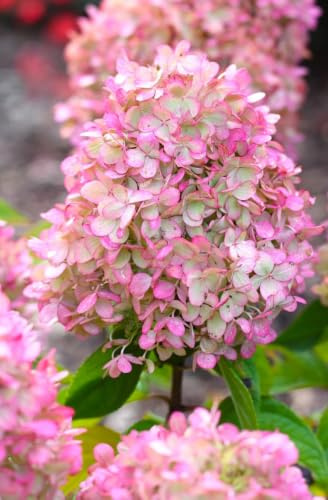 Hortensia paniculata Sundae Fraise 60-80 cm rosa