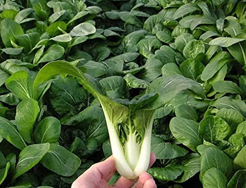 80 piezas de semi di ortaggi Cantón Bok Choy (Pak Choi)