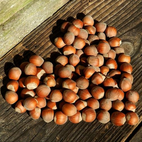 haselnuss samen - haselnussstrauch garten pflanzen baumsamen bäume zimmerpflanzen samen winterharte pflanzen für garten pflanztöpfe pflanzensamen baum winterharte kübelpflanzen - 10pcs