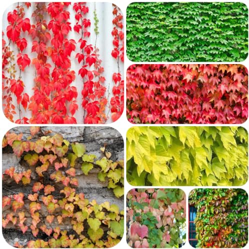 semillas de parra virgen - fácil de cultivar jardín Decoración 150pcs
