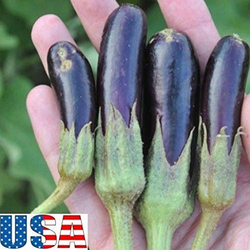 seedsown - Semillas Campanula Takhtadzhianii
