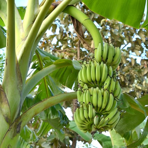 plátanos, platanero - de jardín de rocas con semillas plátano raros setos, arbustos, decoración sala estar interior 300semillas