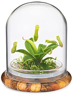 Maintenance Free Live Pitcher Plant (Nepenthes tobaica) Terrarium with Sundew Moss in Self Sustaining Glass Jar, Maintenance Free, Great Unique Gift and Home Décor, 100% Growth Guarantee