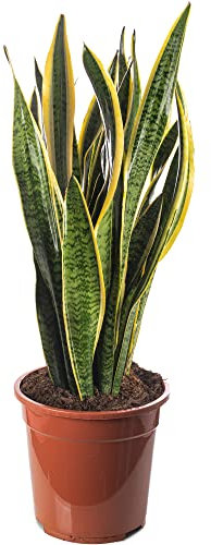 Snake Plant Sansevieria Tall Indoor Plants Exotic Large Trees for Your Home