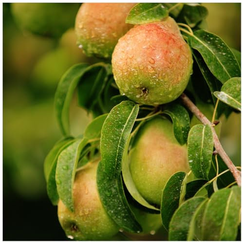Dwarf Patio Beurre Hardy Pear Tree in 4L Pot Ready to Fruit.Full & Distinctive Flavour 3fatpigs®