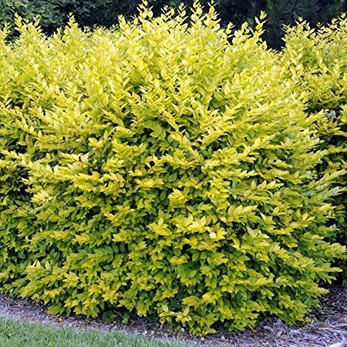 GardenersDream 10 x Gold Privet Hedging Plants - Ligustrum Aureum Evergreen Outdoor Plant - All Year Round Low Maintenance Garden Plants (9cm pots, 20-40cm)
