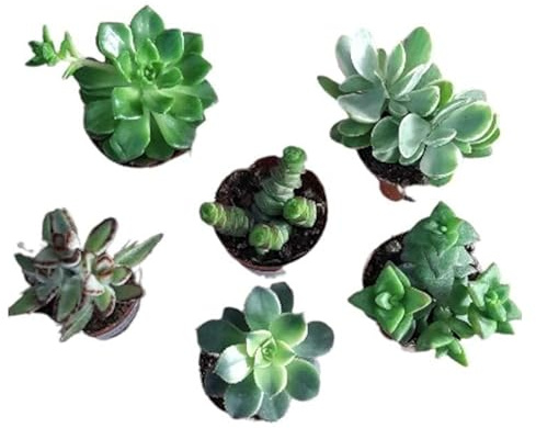 Pack de 6 Plantas Suculentas Naturales de Tamaño Pequeño Fáciles de Mantener