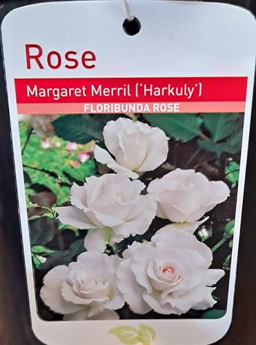GARTHWAITE NURSERIES® : - Potted 2 Litre FLORIBUNDA Rose Margaret Merril Perennial Plant