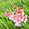 Gladiolos bulbos,Bulbos de gladiolos de colores,gladiolus tristis,Gladiolos en maceta,flor herbácea perenne,planta de gladiolos,flores cortadas,reverdecimiento,arreglos florales.-3bulbos-F