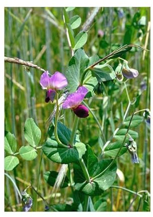 100 Graines de Pois Fourrager de PRINTEMPS BIO - Pisum Sativum L. - Fourrage Culture - Alimentation Animale - Fleur Jardin - 328