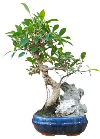 Bonsai Ficus Retusa con Roca Decorativa, Maceta Azul de Cerámica, para Interior y Exterior, Ideal para Principiantes