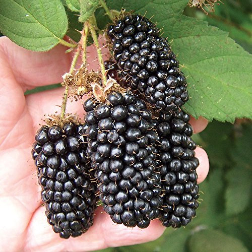 Potted BlackBerry Fruit Bush, Large Juicy Fruit Bushes Blackberries Ready to Plant in Pots and Easy to Grow for Garden Plants 1 x BlackBerry Karaka Black Plant in a 9cm Pot by Thompson & Morgan