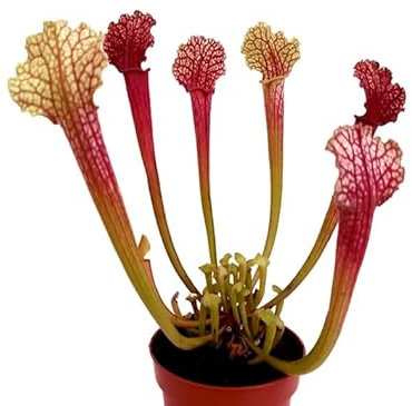 Sarracenia Natural Planta Antimosquitos Carnívora de Interior o Exterior