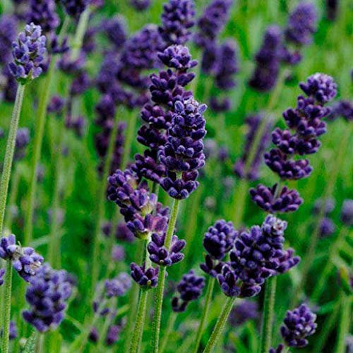 10 pezzi di lavanda: semi