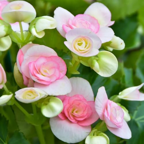 begonien, blumenwiese begonien topfpflanzen draußen winterhart, frühlingsblume wiesensaatgut, schattenpflanzen blumenbeet 80samen