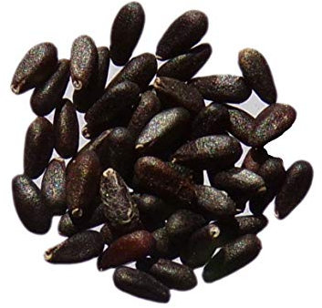 Mélisse Officinale - Melissa Officinalis - SEM05