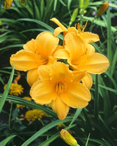Hemerocallis 'Golden Prize' 11x11 cm Topf – Winterhart, Mehrjährig, Pflegeleicht – Taglilie – Staude für Beet & Rabatte