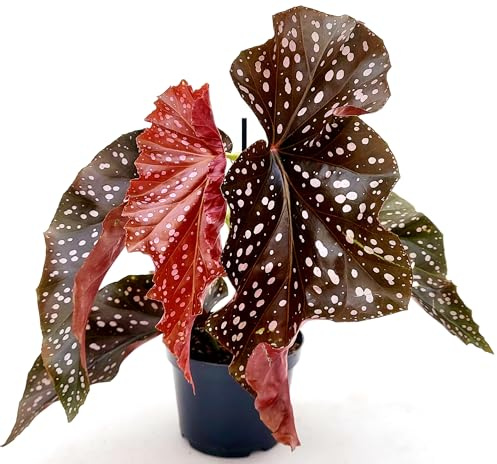 POWERS TO FLOWERS - BEGONIA MACULATA BLACK FOREST, vaso 12cm diametro, pianta vera