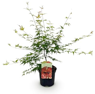 Terrassväxt - Japansk lönn - Acer palmatum Pink Dwarf - Rosa - 1 planta - Lövfällande - 60-70cm - Ø25cm - Trädgårdsväxt