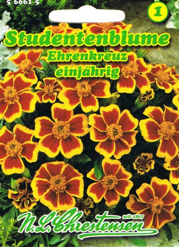 Studentenblume Ehrenkreuz Tagetes patula nana