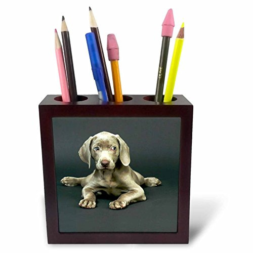 3dRose LLC Weimaraner Puppy 5-Inch Tile Pen Holder