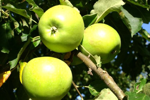 PIANTA ALBERELLO DA FRUTTO ALBERO DI MELA GRANNY SMITH 158