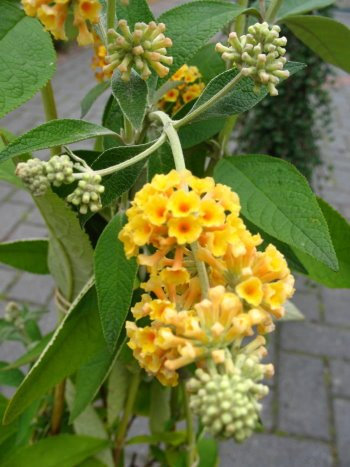 gelbbühender Schmetterlingsstrauch Buddleja Sungold 60-80 cm im 5 Liter Pflanzcontaier