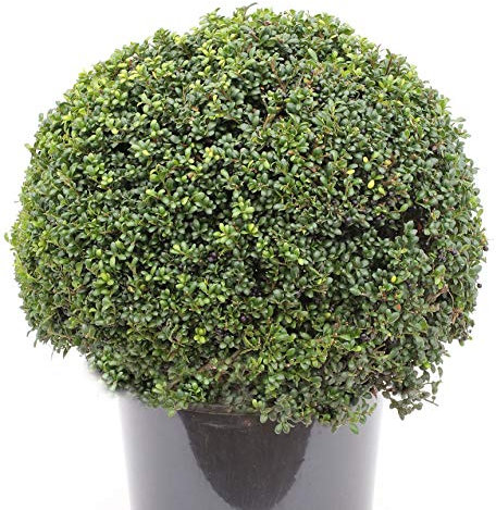 Kugelschnitt Japanische Stechpalme Ilex Glori Gem 25-30cm - Ilex crenata