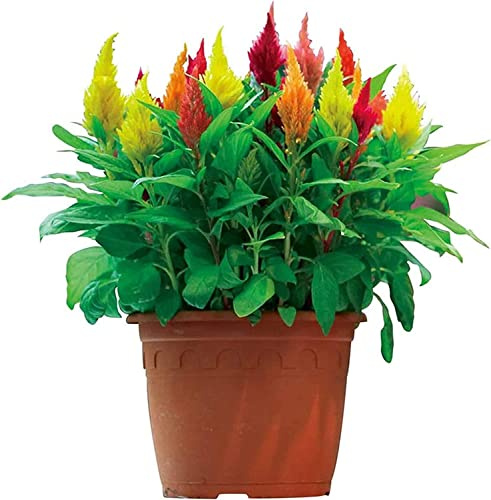 Celosia DECOALIVE Planta con Flores de Colores Mixtos