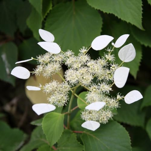 Schizophragma Hydrangeoides 'Climbing Hydrangea' - Hardy Deciduous Climbing Shrub with Creamy-White Lace Cap Flowers, Ideal for Walls and Fences - 1x 2 Litre Potted Plants by Thompson & Morgan