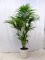 [Palmenlager] Howea forsteriana - Kentia Palme - 160 cm/Zimmerpflanze - Zimmerpalme
