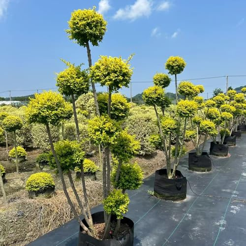 de seto de aligustre interior purificadoras aire alheña jardín, decoración otoñal en maceta balcón resistentes jardines rocass rápido crecimiento 200semillas