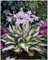 1 x Hosta x fortunei 'Fire and Ice' im 1 Liter Topf (Staude/Winterhart/Bodendecker/Mehrjährig) Funkie, Herzblatt-Lilie - Kontrastreich, elegant, atemberaubend schön - von Stauden Gänge