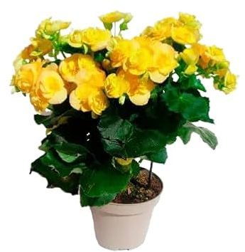 Begonia- Planta Natural de Jardín con Encantadoras Flores de Primavera