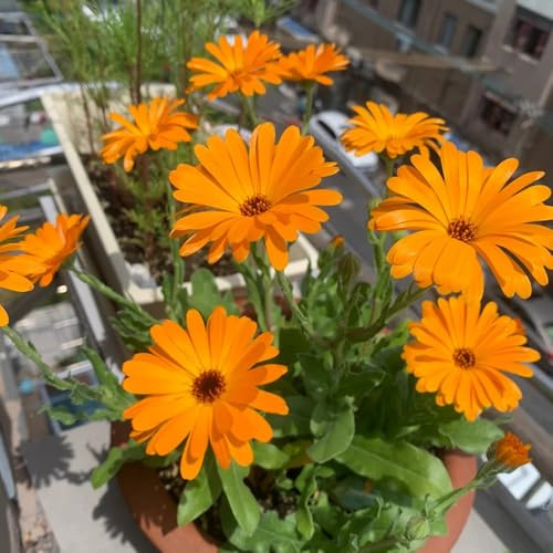 semi di calendula perenni - decorazione ufficio tappezzante resistenti appartamento esotiche estremamente 500pcs