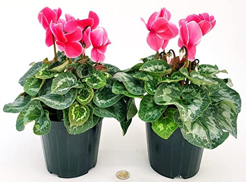 POWERS TO FLOWERS - CICLAMINO A FIORE GRANDE ROSA SALMONE, CICLAMINO DA BALCONE, 2 PIANTE, VASO 14CM Diametro, piante vere