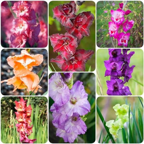 6 pcs gladiolen zwiebeln winterhart mehrjährig blumenzwiebeln winterhart dachbegrünung,Gladiolus, geschenk für extrem winterharte kübelpflanzen hydrokultur pflanzen