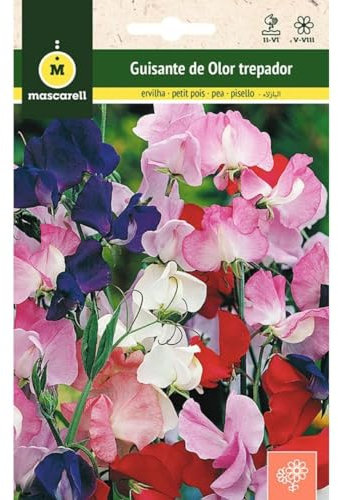 Mascarell Semillas, GUISANTE DE OLOR TREPADOR, Semillas Flores Exterior para Decoración, 5 Gramos