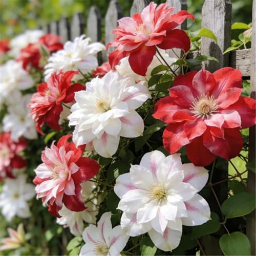 Clemátide rara y resistente - Clemátide trepadora perenne en maceta - Ideal para jardín, balcón y decoración en maceta-10 Rizoma-E