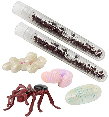 Insect Lore - 50 Live Native Western Harvester Ants - Ant Life Cycle Stages Figurines Included - Ant Habitat Refill