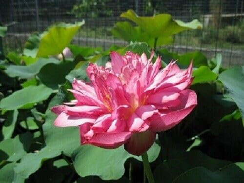 Nelumbo 'ben gibson' Rhizome de fleur de lotus – Plante aquatique pour étangs et étangs – Facile à cultiver
