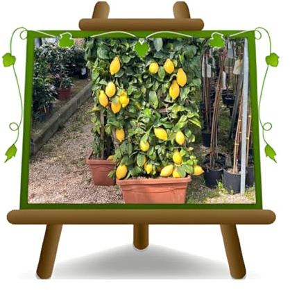 EURO PLANTS VIVAI – Limonero Femminello Carrubaro en Espaldera – Citrus Limon – Altura 130 cm – Maceta 60 cm