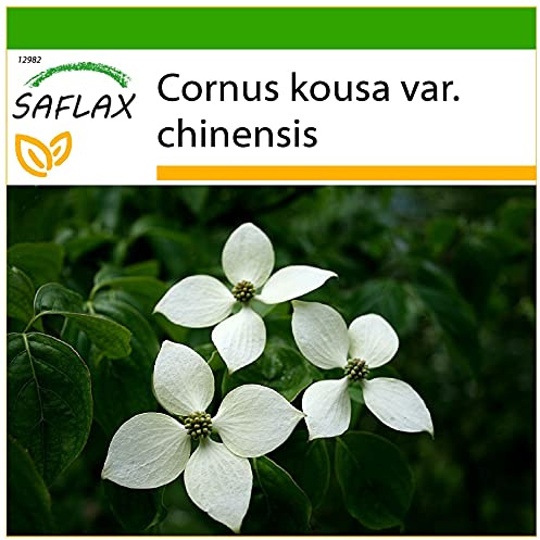 SAFLAX - Asiatiska Blommor - Kornved - 30 Frön - Med pottsubstrat för bättre odling - Cornus kousa