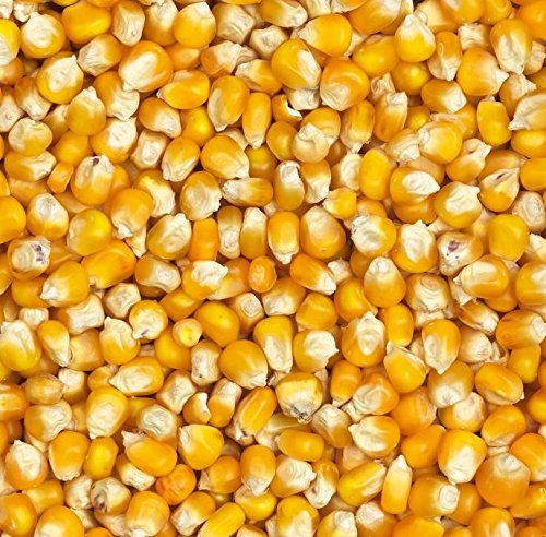 PANTO Mais gereinigt 25 kg – Hochwertiger Futtermais mit hohem Stärkegehalt, optimal für Tierfutter und Futtermischungen von Nutz- und Haustieren, frei von Verunreinigungen