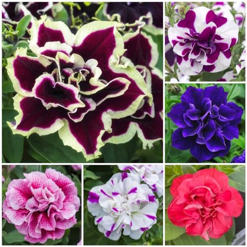 250 pcs petunien samen hängend, blumensamen bienenwiese, mini gewächshaus fensterbank petuniensamen, Petunie Petunia hybrida, gartensamen, kübelpflanzen winterhart blüten, kräuterbeet