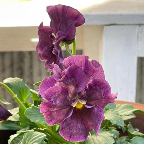 semi di viola del pensiero, resistenti all'esterno, ombra di viola del pensiero, perenni resistenti copertura del terreno, perenne 200pcs
