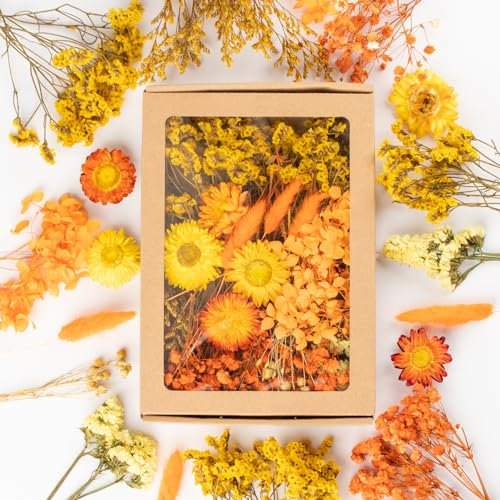 LAUMOE Getrocknete Blumen, Trockenblumen, Trockenblumen Zum Basteln Mini Bunt Trockenblume Set für Tischdeko DIY Epoxidharz Scrapbook Zubehör (H4)