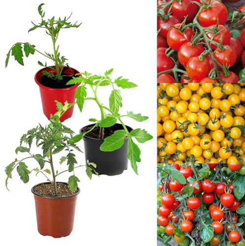 Carbeth Plants Tomato Plant Mix - 3 Units in 9 cm Pots - Mix of Growing Tomato Plants - Perfect for Beginners Ready to Plant Tomatoes