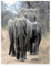 YISUMEI Bedruckte Kuscheldecke Waldstraße Elefant Decke Weich Flanell Fleecedecke 150x200 cm
